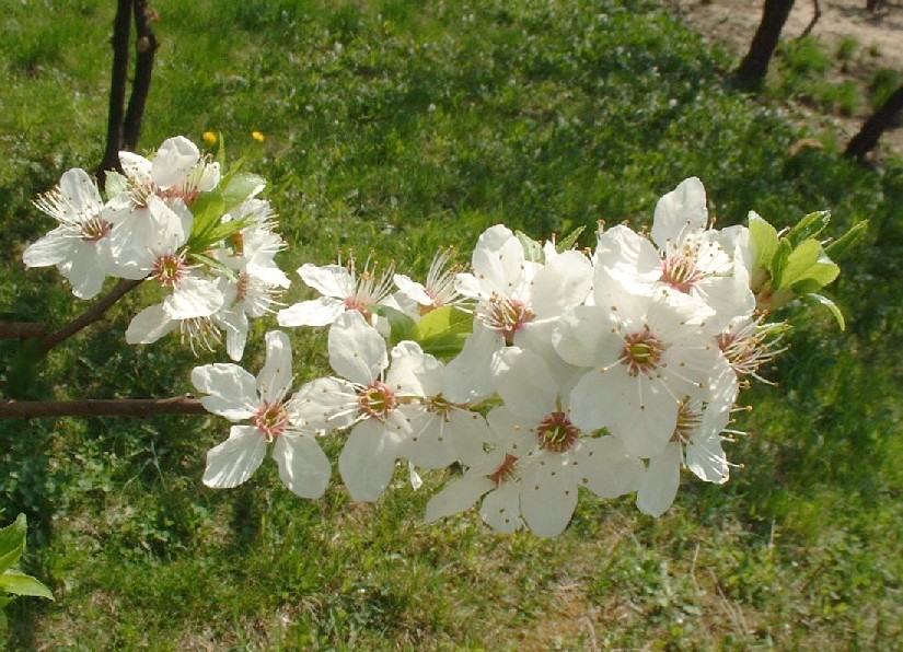 Wiosna 2003